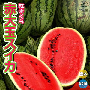 yzԑʂ܂XCJ g܂ ڂؕc  ږؕc9cm|bg XCJc c Zc Â  x lCi ʎc t[c nEX͔| In͔|  