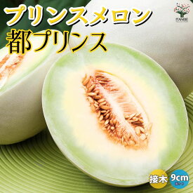 【送料無料】プリンスメロン(品種:都プリンス)接ぎ木苗【野菜 接木苗9cmポット】メロン苗 めろん苗 舐瓜苗 露地栽培 ハウス栽培 ベランダ菜園 果樹苗 高級フルーツ melon スイーツ 人気品種