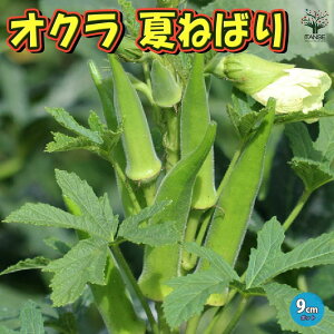 yzINc Ă˂΂ ؕc 9cm|bgc INc c ƒ؉ K[fjO x_ ȒP͔| In͔| nEX͔| A v^[ lC Ė  