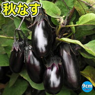 【送料無料】秋なすび苗 ( 中長タイプ ) 9cmポット自根 野菜苗 8月 9月も植え付け可能なナス苗！ジメジメ…