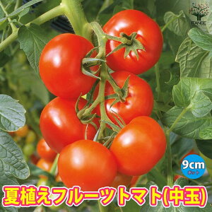 yzĐAt[cg}g̕c ʂƂ܂ ؕc 9cm|bgc g}gc Ƃ܂ƕc ƒ؉ K[fjO x_ ȒP͔| In͔| nEX̔ A v^[ tomato ̔