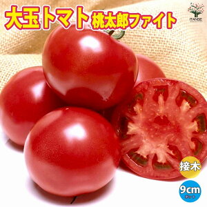 yzYt@Cg ڂؕc ( ʃg}g )  ږؕc9cm|bg ؕc g}gc Ƃ܂ƕc In͔| nEX͔| x_؉ tomato t Ė tA ĐA  [