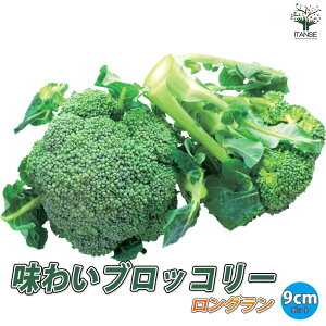 yz킢ubR[ ؕc 9cm|bg ubR[c Ԃ[c n subR[  r^~C Je t Ö Â lC ʍ  [