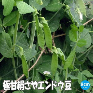 yzɊÌGhE̕c ؕc9cm|bgc n c x_ ȒP ͔| ǂ ₦ǂ TGhE snap pea InA nEX͔|  [
