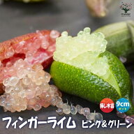 【送料無料】フィンガーライム グリーン＆ピンク 果樹 挿し木苗 9cmポット 苗木 挿木 キャビアライム シ…