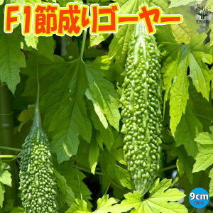 yzF1ߐS[[ ( i:F1ߐS[300 ) ؕc9cm|bg [ S[c Z jKE ɂ E O[J[e x_ In͔| x_؉  [