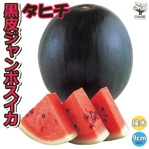 yzW{XCJ ^q` ڂؕc  ږؕc9cm|bg x_ In͔| ʎc  watermelon suica Z lC i XCJc Â  [
