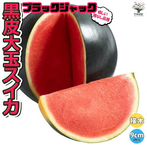 yz^lʃXCJ ubNWbN ڂؕc  ږؕc9cm|bg x_ In͔| ʎc  Z E  lC i XCJc Â  [