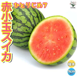 yzԏʃXCJ ( i:ЂƂ肶7 ) ڂؕc  ږؕc9cm|bg x_ In͔| ʎc  Z E  lC Â i XCJc c  [