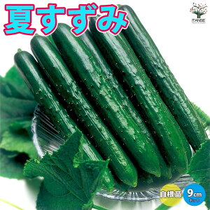 yzĂ イ c9cm|bg ؕc LEc イc ӉZ x_ In͔| Cucumbers t Ė tA ĐA lC i nEX͔|  [