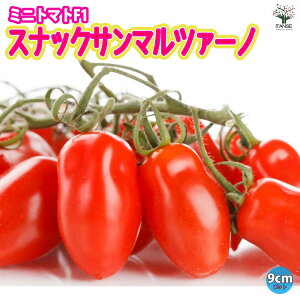 yzF1XibNT}c@[m ~jg}gc 9cm|bgc ؕc ݂ɂƂ܂ƕc v`g}gc x_ n x mini tomato  [