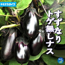 楽天市場】ナス 接木 苗の通販