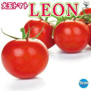 yzRsg}g LEON ( I ) 9cm|bgc ؕc g}gc Ƃ܂ƕc x_ tomato |bgc n  [