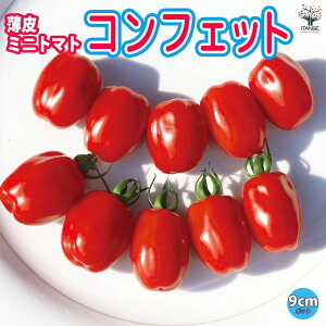 yzx~jg}g RtFbg 9cm|bgc ؕc ~jg}gc ݂ɂƂ܂ƕc x_ tomato |bgc n  [