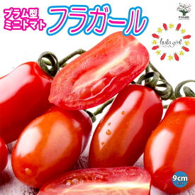 【送料無料】フラガール プラム型のおいしいクランチータイプミニトマト 9cmポット自根苗 野菜苗 ミニトマト苗 みにとまと苗 ベランダ tomato 送料無料 即納