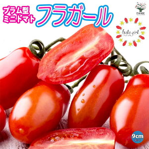 yztK[ v^̂N`[^Cv~jg}g 9cm|bgc ؕc ~jg}gc ݂ɂƂ܂ƕc x_ tomato  [