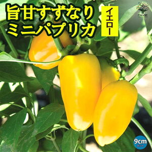 yz|ÂȂ ~jpvJ CG[ c9cm|bg F ؕc pvJc ςՂ肩c s[}c x_؉ n paprika  [