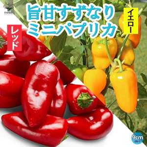 yz|ÂȂ ~jpvJ bh&CG[ c9cm|bg Ԏ&F ؕc pvJc ςՂ肩c s[}c x_؉ paprika  [