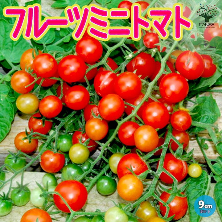 楽天市場】【ポイント5倍☆マラソン期間】フルーツミニトマトの苗【9cm  