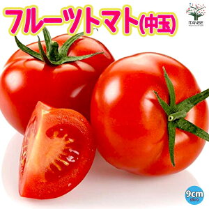 yzt[cg}g (  ) ̕c 9cm|bgc ؕc g}gc Ƃ܂ƕc x_ |bgc tomato tA ĐA  [