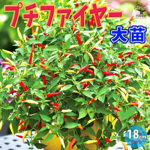 ySSԑSi10OFFz|hgEKV v`t@C[ BNd18cm|bgc 1{엿t xsv n ؕc gEKVc Ƃ炵c hqc 炵 Red pepper x_ nEX͔|