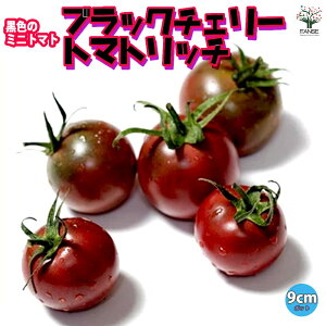 yzubN`F[g}gb` 9cm|bgc ؕc ~jg}gc v`g}gc ݂ɂƂ܂ƕc g}gc x_ tomato  [