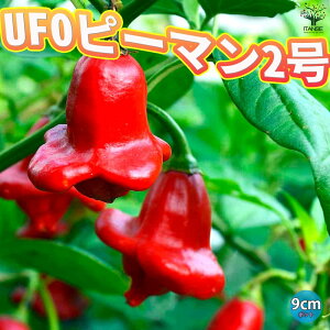 yzUFOs[}2 c9cm|bg ؕc s[}c ҁ[܂c |bgc ƍ͔| VN x_؉ green pepper  [