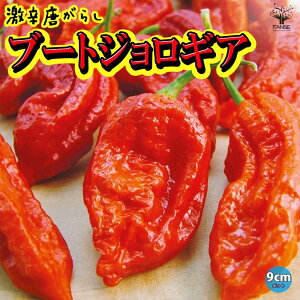 yzu[gWLA hƂ炵c 9cm|bgc ؕc gEKVc hqc 炵 Red pepper x_ XRB h  [