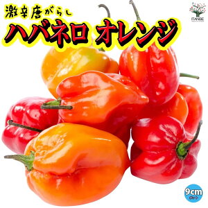 ySSԑSi10OFFznol IW hƂ炵c 9cm|bgc ؕc gEKVc hqc 炵 Red pepper x_ XRB h  [