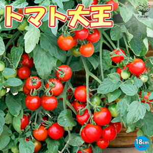 yzg}g剤 ( x炸ŊyXnINEW^Cv~jg}g ) 18cmBNd|bg c 엿t nMOg}g ؕc ~jg}gc ݂ɂƂ܂ƕc x_ c  