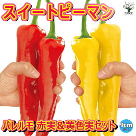 【送料無料】フルーティーピーマン スイートパレルモの苗 レッド＆ゴールド2品種セット 9cmポット自根苗 赤実&黄色実セット 野菜苗 パレルモ苗 パプリカ苗 ピーマン苗 ベランダ 送料無料 即納