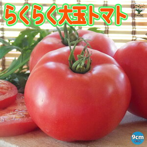 yz炭炭ʃg}g̕c ( P׌ʕi ) 9cm|bgc ؕc g}gc Ƃ܂ƕc x_ tomato tA ĐA  [