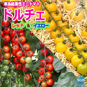y}\ԁPAbvzh`FbhCG[ x~jg}gc 9cm|bgc ԎF ؕc g}gc v`g}gc ݂ɂƂ܂ƕc Vi n x_ tomato 