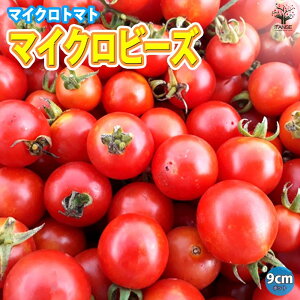 ySSԑSi10OFFz}CNg}g̕c ( Ԏ ) i:}CNr[Y 9cm|bgc ؕc ~jg}gc v`g}gc ݂ɂƂ܂ƕc x_ mini tomato  [