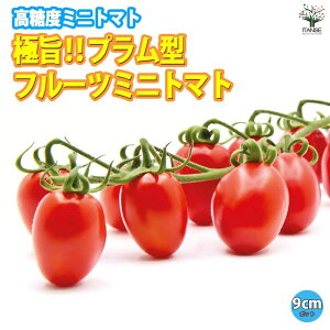yzɎ|t[c~jg}g ( v^ x~jg}g Ԏ ) 9cm|bgc ؕc ݂ɂƂ܂ƕc v`g}gc x_ mini tomato  [