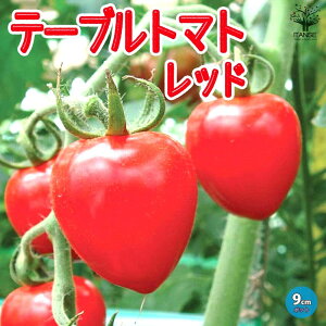 yze[ug}g bh ~jg}gc 9cm|bgc Ԏ n lC ؕc ݂ɂƂ܂ƕc v`g}gc x_ mini tomato  [