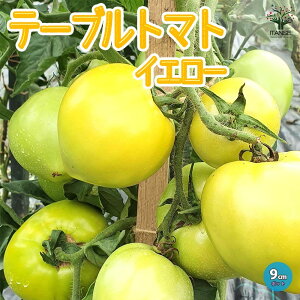 yze[ug}g CG[ ~jg}gc 9cm|bgc F n lC ؕc ݂ɂƂ܂ƕc v`g}gc x_ mini tomato  [