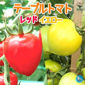 yze[ug}g bh&CG[ ~jg}gc 9cm|bgc ԎF n lC ؕc ݂ɂƂ܂ƕc v`g}gc x_ mini tomato  [