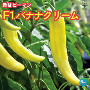 yz|Ãs[} F1oiiN[̕c c9cm|bg ؕc s[}c ҁ[܂c |bgc ƍ͔| x_؉   [