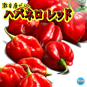 ySSԑSi10OFFznol bh hƂ炵c 9cm|bgc ؕc gEKVc hqc 炵 Red pepper x_ XRB h  [
