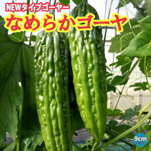 ySSԑSi10OFFzȂ߂炩S[ ( ݃}Ch!yXn!NEW^CvS[[ ) c9cm|bg ؕc [ S[c Z jKE ɂ O[J[e x_  