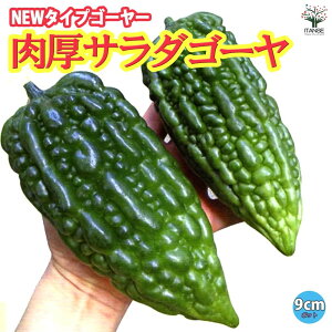 yzT_S[ ( ݃}Ch!yXn!NEW^CvS[[ ) c9cm|bg ؕc [ S[c Z jKE ɂ O[J[e x_  