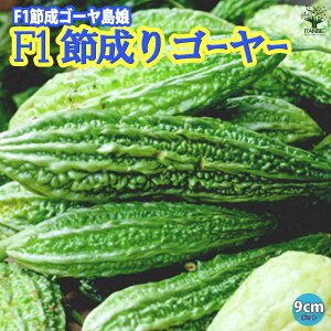 yzF1ߐS[[ ( i:F1ߐS[ ) c9cm|bg ؕc [ S[c Z jKE ɂ O[J[e ΂̃J[e x_   [