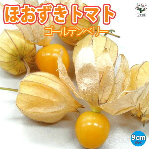 yzقg}g ( S[fx[ ) ؕc 9cm|bgc ؕc g}gc Ƃ܂ƕc S In͔| tomato t Ė tA ĐA lC i  [