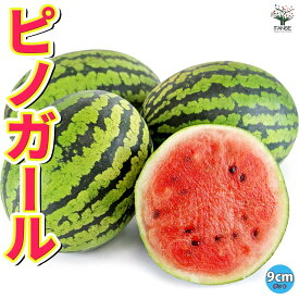 【送料無料】小玉スイカ ピノ ガール 自根苗9cmポット 野菜苗 スイカ苗 すいか苗 西瓜苗 ベランダ 露地栽培 果樹苗 ウリ科 人気 甘い 品種 送料無料 送料無料 即納