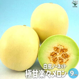 【送料無料】極甘らくらくメロン【自根苗9cmポット】野菜苗 メロン苗 めろん苗 舐瓜苗 ベランダ 露地栽培 果樹苗 人気 甘い 品種 極早生 送料無料