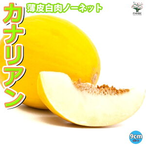 yz甒m[lbg ( i:JiA ) c9cm|bg ؕc c ߂c rZc x_ In͔| ʎc lC   [