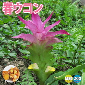 【送料無料】健康野菜球根 春ウコン【ネット詰め野菜球根/充填時200g 】姜黄 キョウオウ ベランダ 香辛料 スパイス ターメリック Wild Turmeric