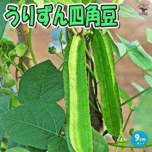 yz肸lp ( VJN} ) ؕc 9cm|bgc VJN}c lpc ܂ߕc GhE ǂ 肸 EY  lp܂  ƒ؉ 