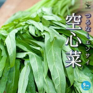 yzȂGTC ( S ) ؕc 9cm|bgc Ȃ GTCc NEVTCc cؕc ق񂻂c zE\Ec t ETC EHc@C  l